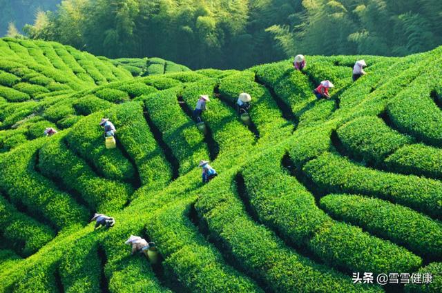 那么多茶，为何富硒茶这么有名？