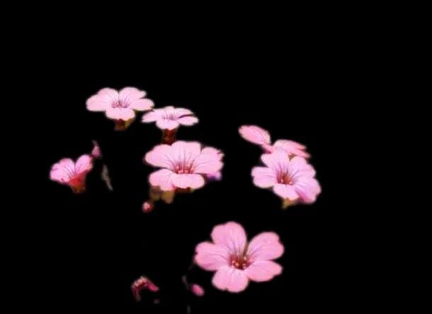 第1841篇（随笔）《一花一世界》