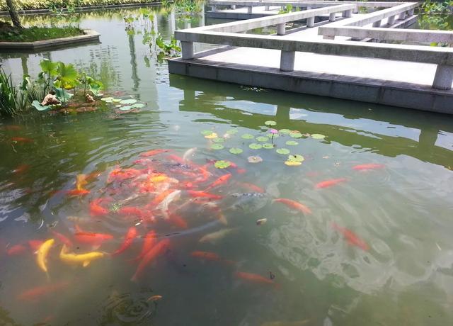 出售加压转鼓过滤机