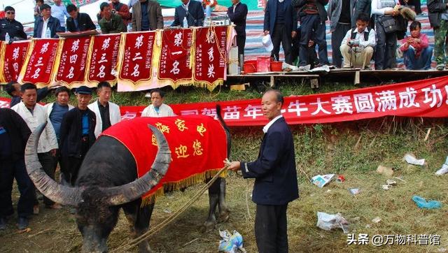 贵州一头老牛去世，500多人为其送葬，主人给它立碑，什么原因？