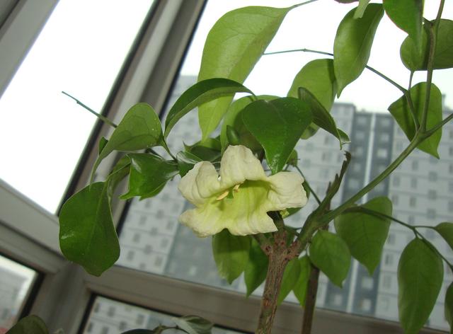 客厅最旺宅的大型植物