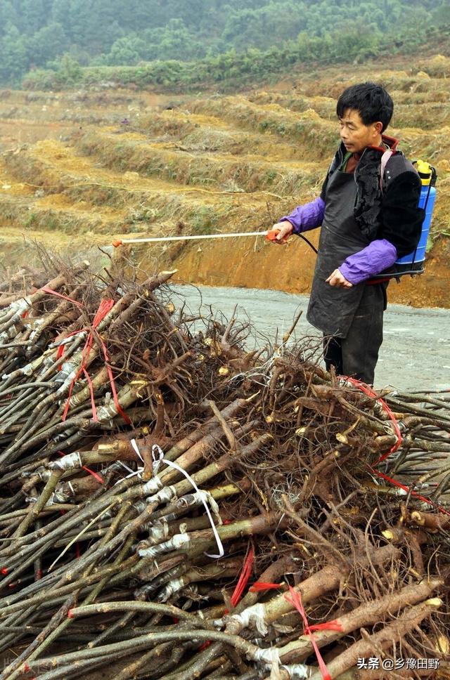 这种作物生根配发，效果真的好，3天就可以生根1