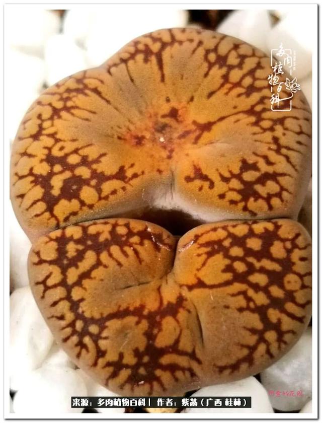 大型制砂机给力富贵机械