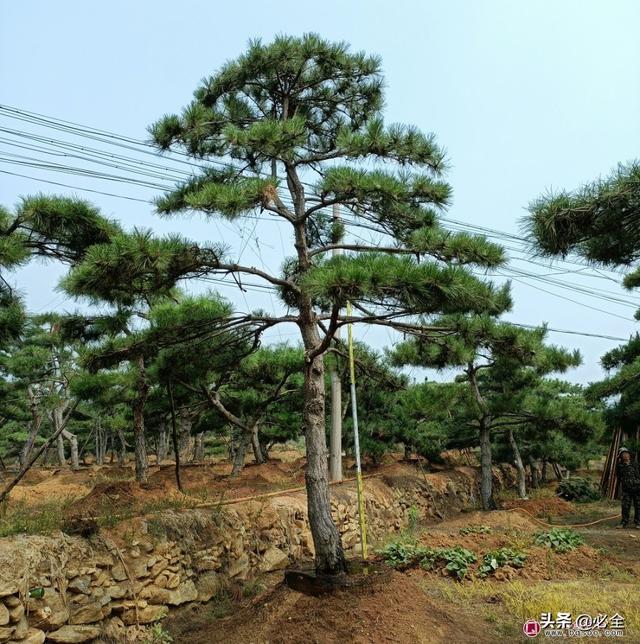 满足这些条件的苗木在今后将供不应求