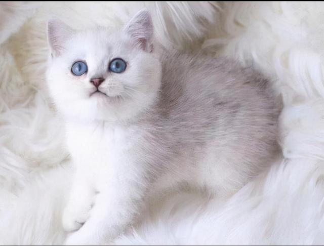 英短银渐层怎么养(英短银渐层养育指南)-锐牛沃德讯息网