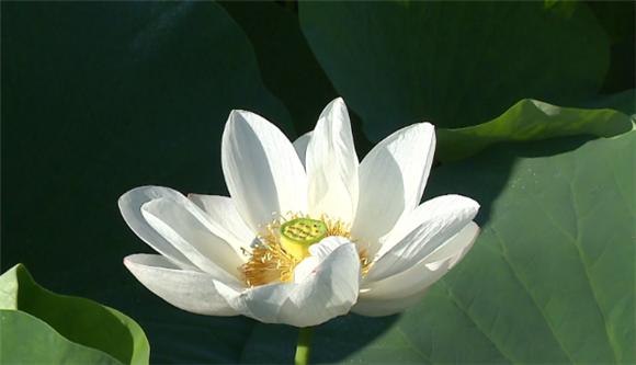 与人相处，“吃亏”其实是在给自己积福，也是一种智慧