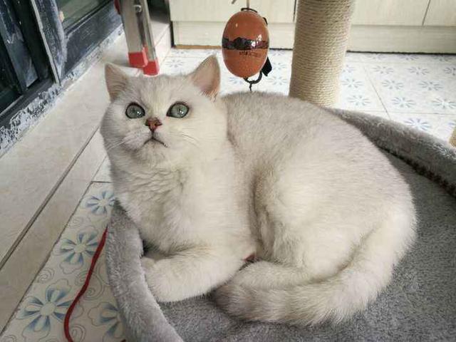 英短银渐层怎么养(英短银渐层养育指南)-锐牛沃德讯息网