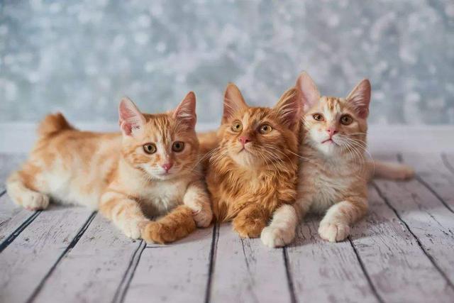猫咪多久驱虫一次比较好大宠爱(自家养的猫一年没做驱虫)