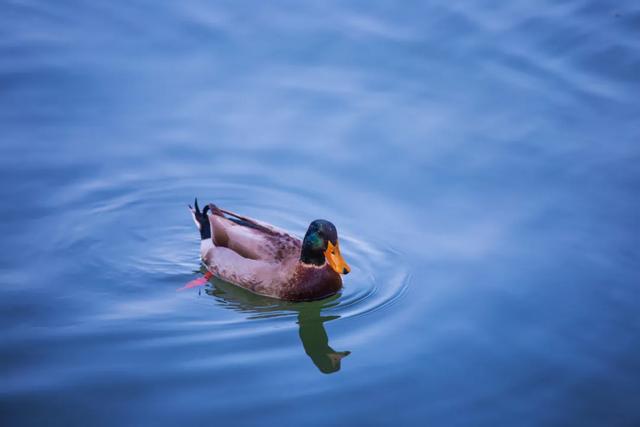 养肺护肺记住“四避五养”