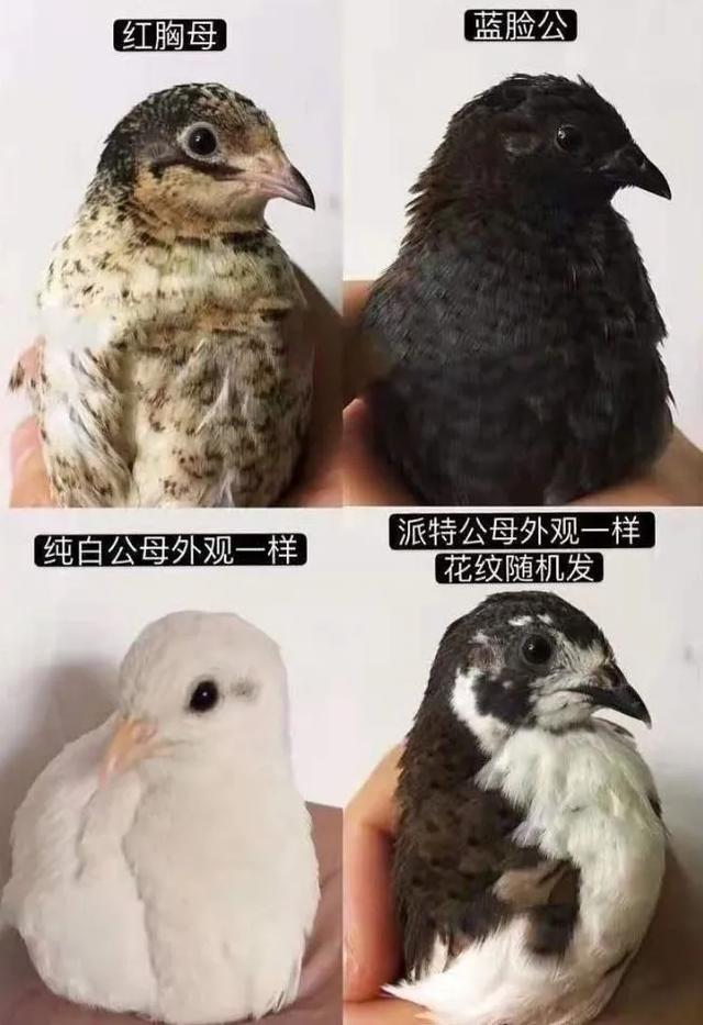 宠物的饲养