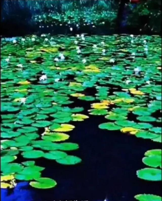 一池碧叶醉人生