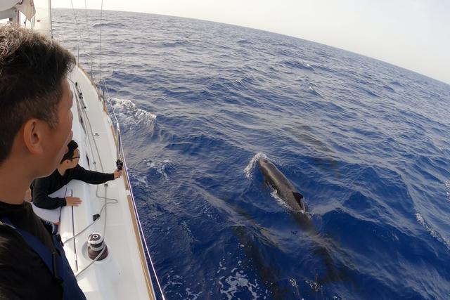黑色东星斑图片，清蒸东星斑图片