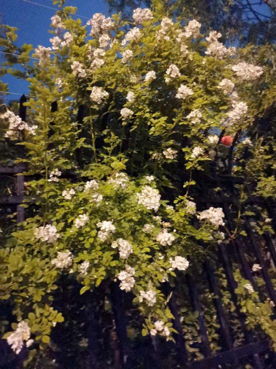 4月24日 疫情里世界在变，但海棠依旧，我心中的愤怒也在慢慢消散