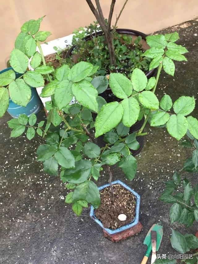 月季花怎么养