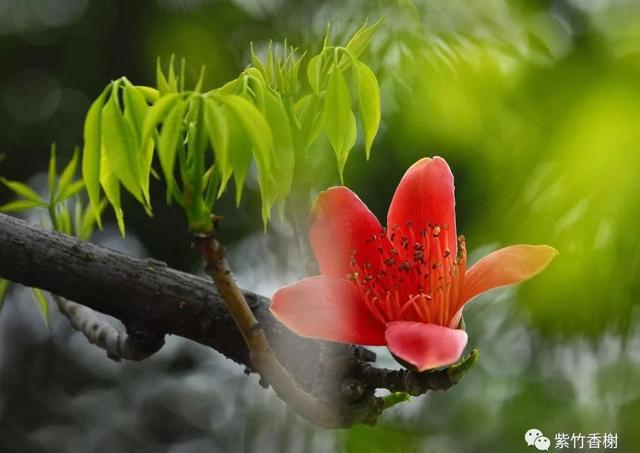 一剪春光满庭芳
