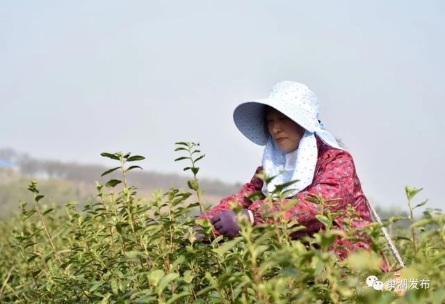 满园飘香！巢湖首批春茶全面开采