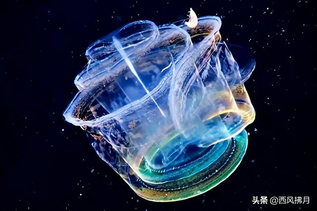 奇妙海洋生物现俄罗斯海域 可从透明变多彩