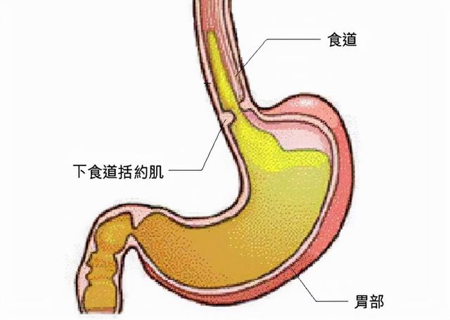 胃在什麼位置圖片胃在什麼位置圖片示意圖