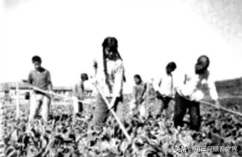 「知青往事」最苦莫过无菜之炊，盐水拌饭成了无奈选项