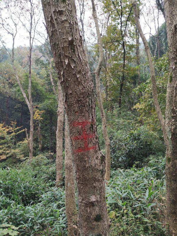 浙江這座178米小山，竟是皇城遺址？大多數人的杭州玩法，有遺憾