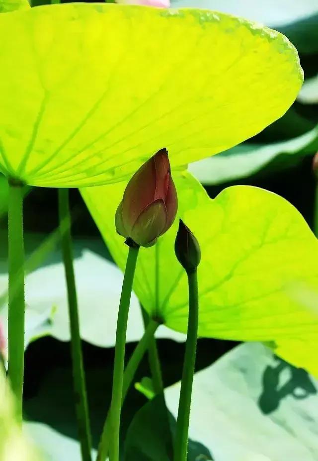 心中总有一朵花