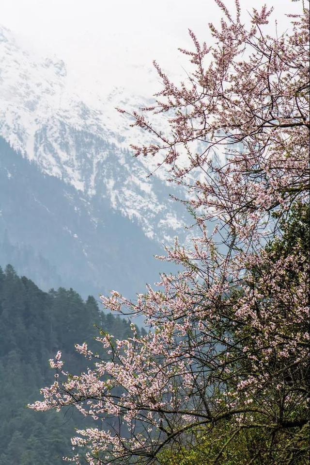 6月开什么花