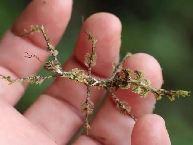 有益的昆虫（有益的昆虫图片）