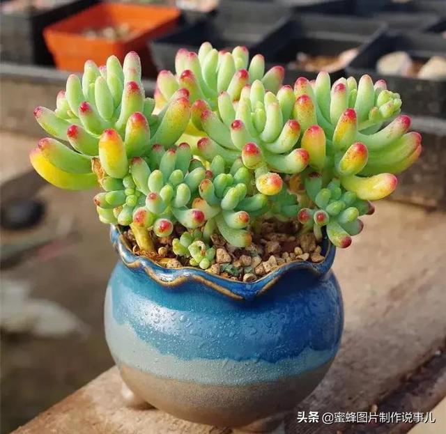 肉肉植物图片及名称