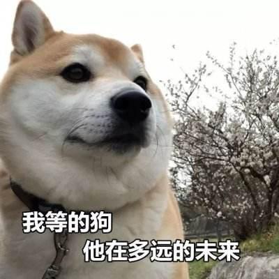 狗狗绝育手术