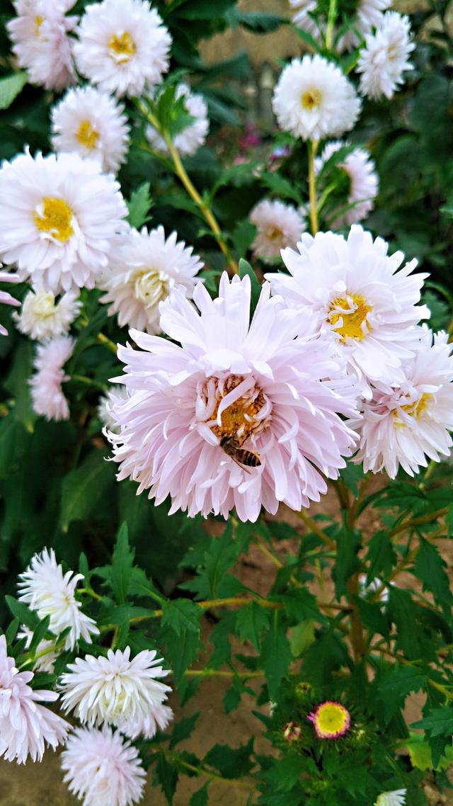 春天的花 春天的花（春天的花教案） 生活