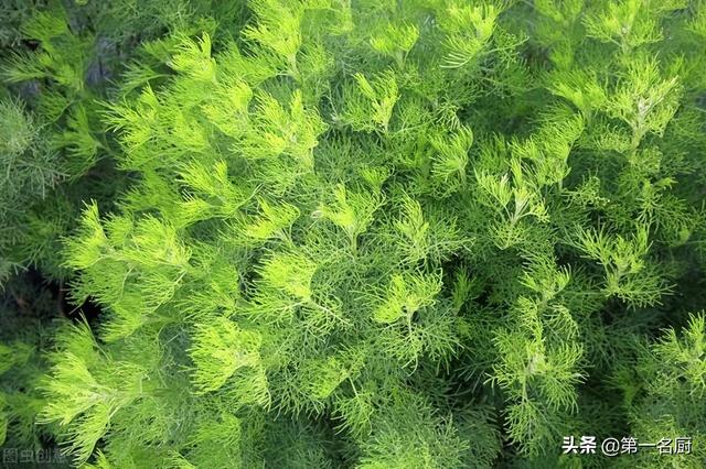 野菜有哪些 野菜有哪些（能吃的野菜有哪些） 生活