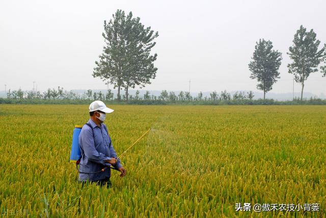 如何正确认识、正确挑选与正确使用芸苔素内酯？注意这几点9