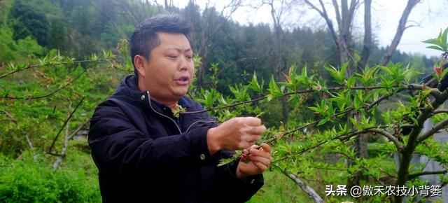 桃树适量留花留果才能多结优质大果，桃树如何疏花疏果才合理？10