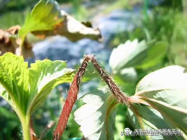 草莓软果、烂果严重怎么办？11