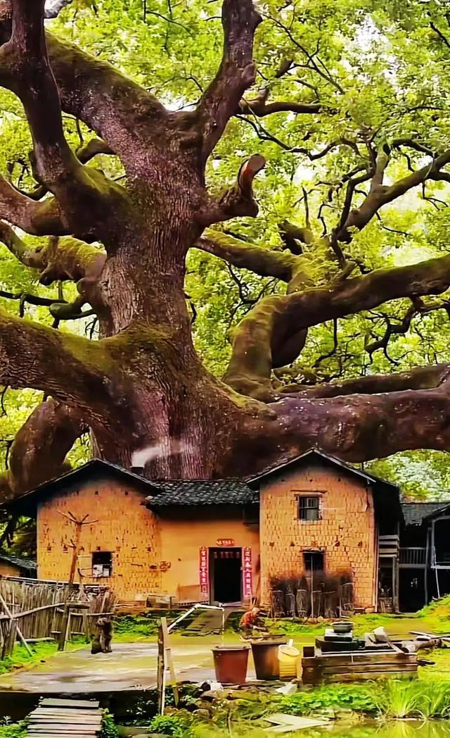 故乡美，惹人醉