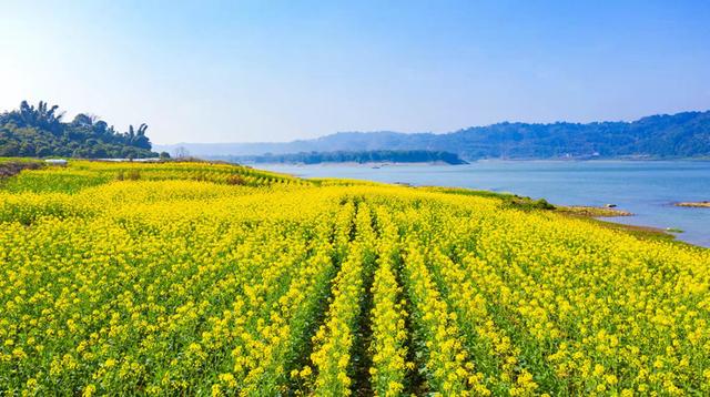 油菜花图片 油菜花图片（油菜花图片人物） 生活