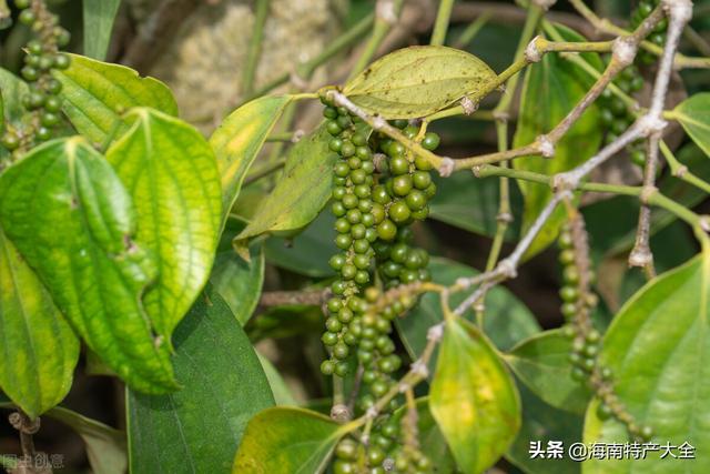 海南胡椒价格最新行情（2022年5月19日）