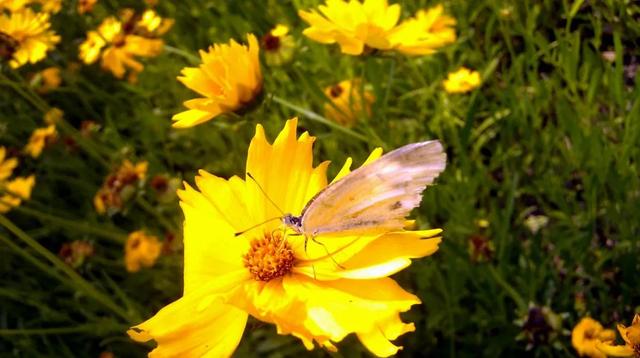 回顾春天百花争艳、招蜂引蝶图片大赏