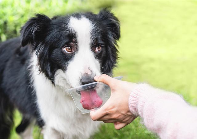 宠物狗边境牧羊犬