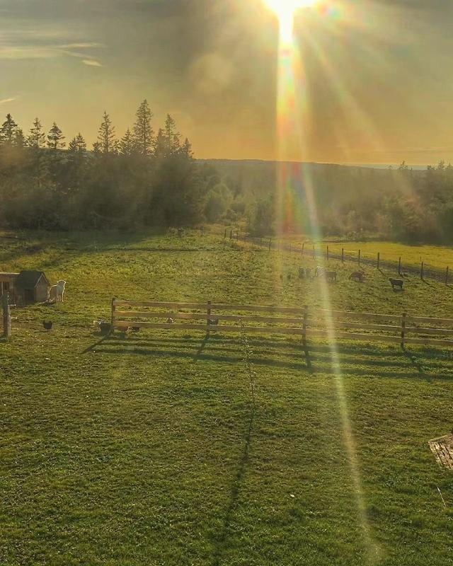 [万福云关键词自动回复]，微信打字出现的小动物有哪些