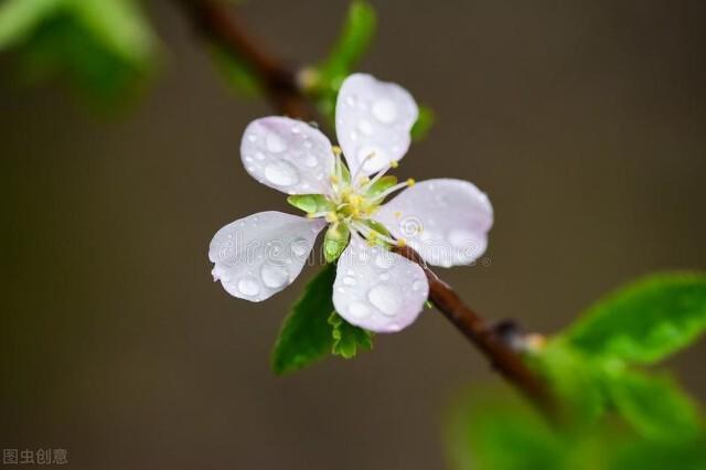 散文：一城花事，春色撩人心弦，年华留不住