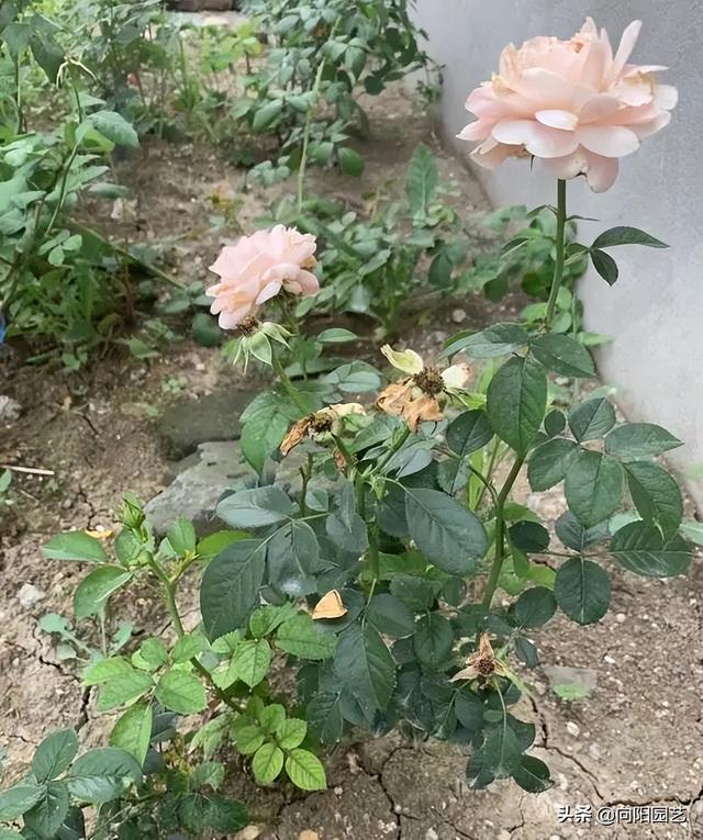 月季花的养殖方法 月季花的养殖方法（月季花的养殖方法和注意事项有哪些） 生活