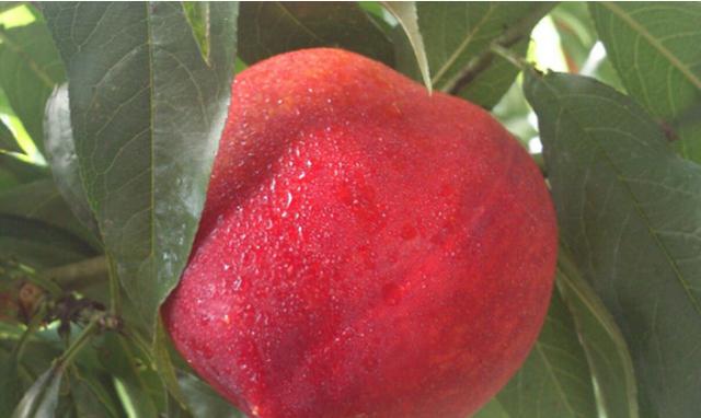 世纪之星油桃是国内选育的黄肉油桃新品种,平均单果重180g,最大可达