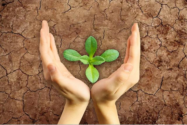 低评分胚胎会成低质宝宝吗？