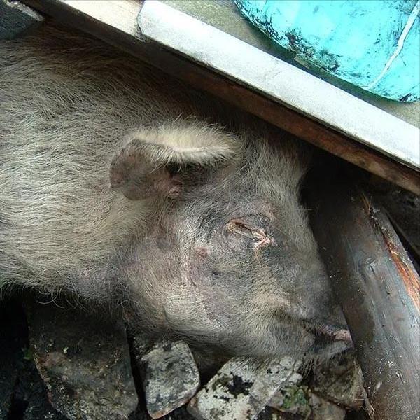 汶川地震被埋36天的猪坚强，救出后由专人饲养，它的一生有多传奇