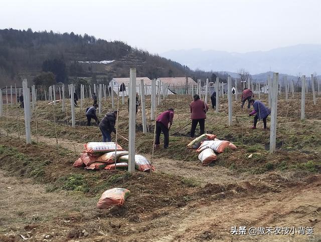 种地选不对化肥，施肥再多也没好效果——选购肥料要注意这4点10