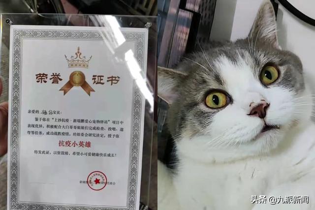 深圳一猫获“抗疫小英雄”证书，街道办：宠物集中收容后被领回