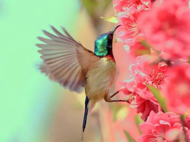 花的世界，芬芳美丽；醉了眼眸，美了心情