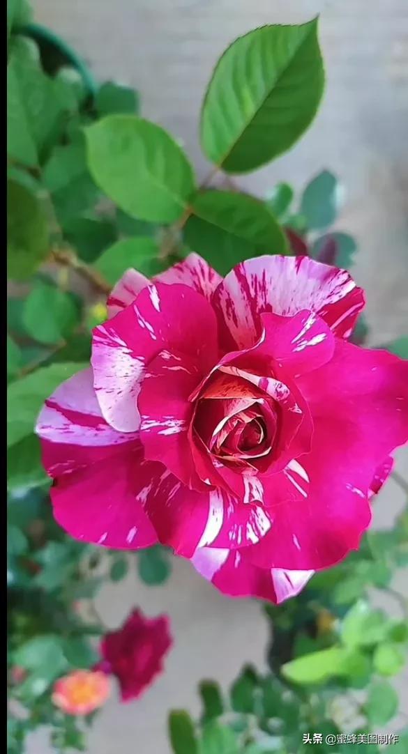 一花一叶即菩提，一草一木皆有情