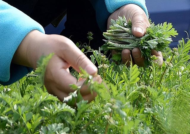 酒龄越大越要忌口？人过60，牢记“3不吃3不喝”，管住嘴福气自来